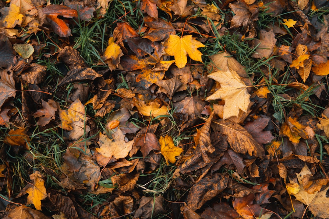 a bunch of leaves that are laying on the ground