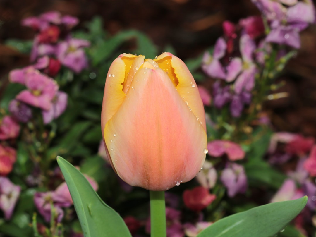 a close up of a flower with water droplets on it