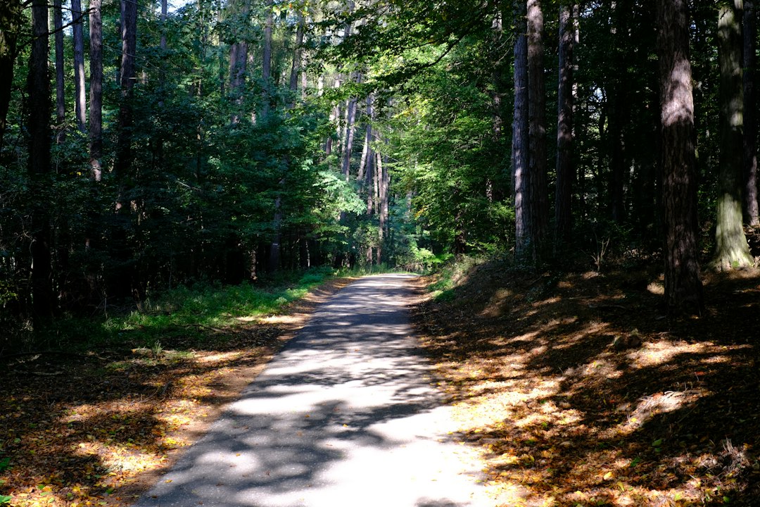 A paved path winding through a dense forest with dappled sunlight on the ground